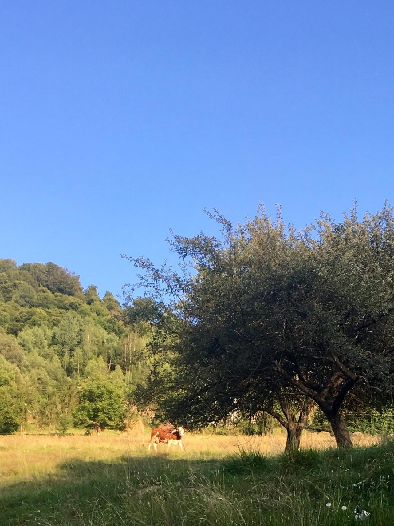 Cabana Baraj Apuseni Mountains Mihoesti Dış mekan fotoğraf